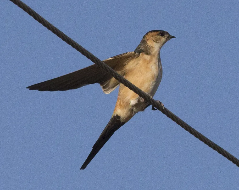 File:Cecropis daurica melanocrissus, Debre Libanos, Ethiopia CF2P9215.jpg