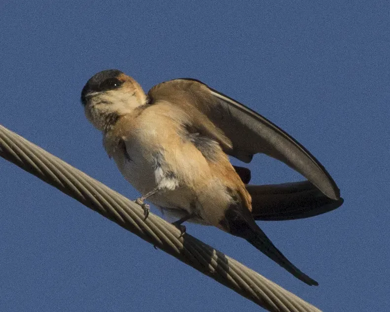File:Cecropis daurica melanocrissus, Debre Libanos, Ethiopia CF2P9181.jpg