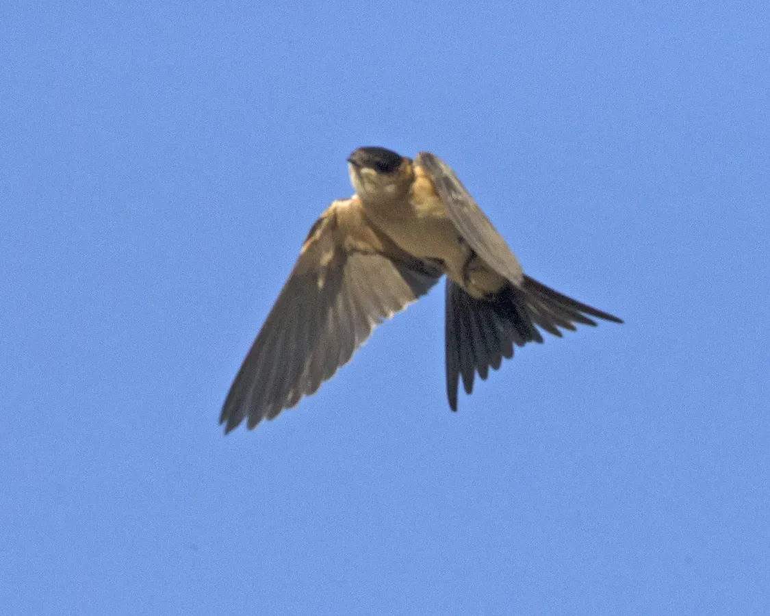 File:Cecropis daurica melanocrissus, Derbe Sani Maryam, Ethiopia CF2P9243.jpg