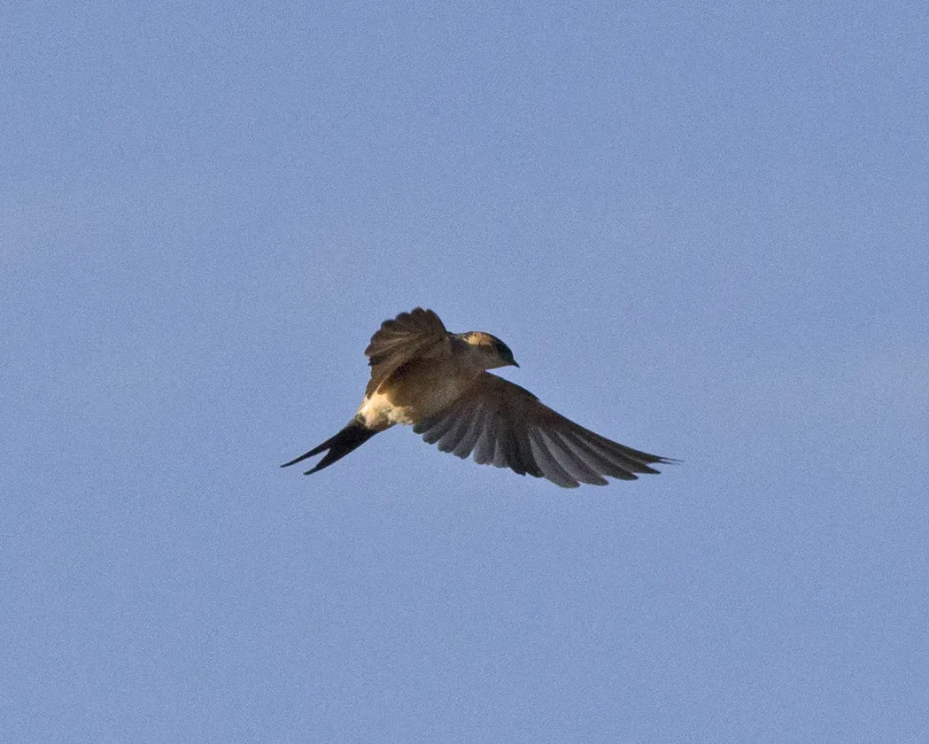 File:Cecropis daurica melanocrissus, Portuguese Bridge, Ethiopia CF2P9199.jpg