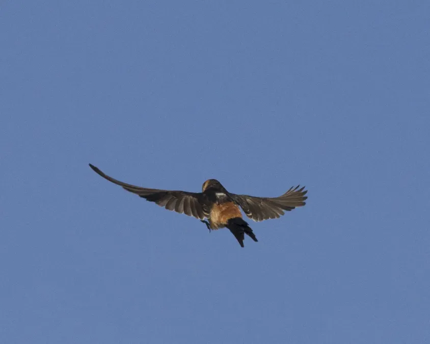 File:Cecropis daurica melanocrissus, Portuguese Bridge, Ethiopia CF2P9221.jpg