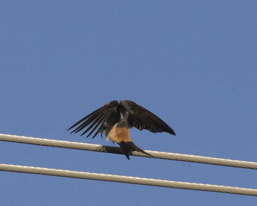 File:Cecropis daurica melanocrissus, Portuguese Bridge, Ethiopia CF2P9222.jpg