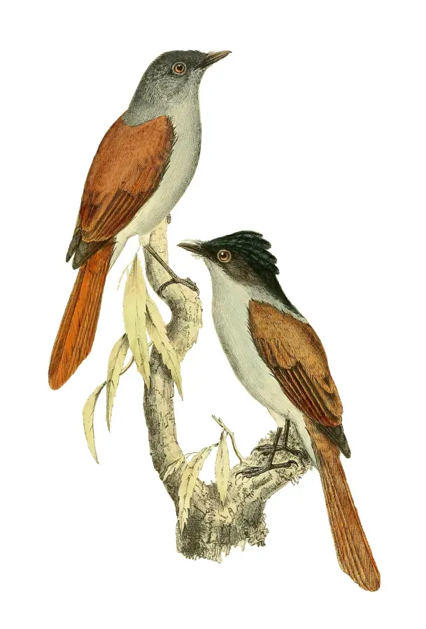 File:Terpsiphone bourbonnensis 1868.jpg