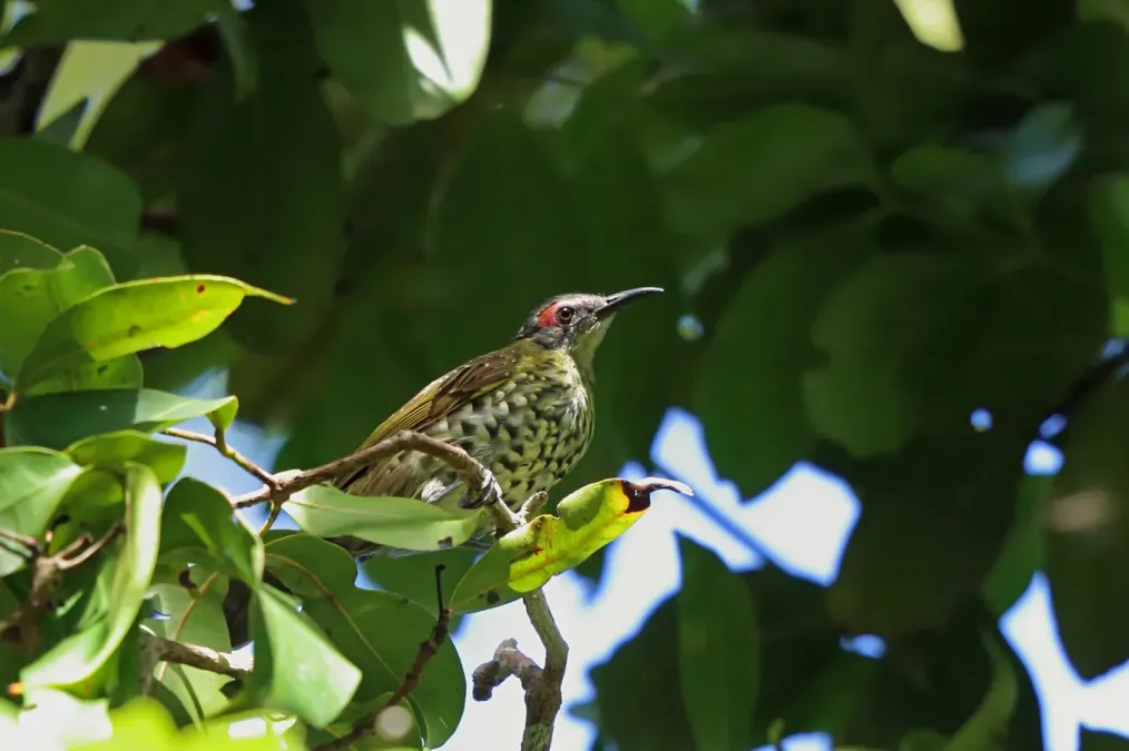 File:Xanthotis polygrammus 3232018.jpg