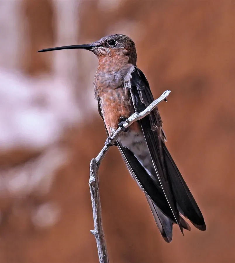 File:Patagona gigas 256632827.jpg