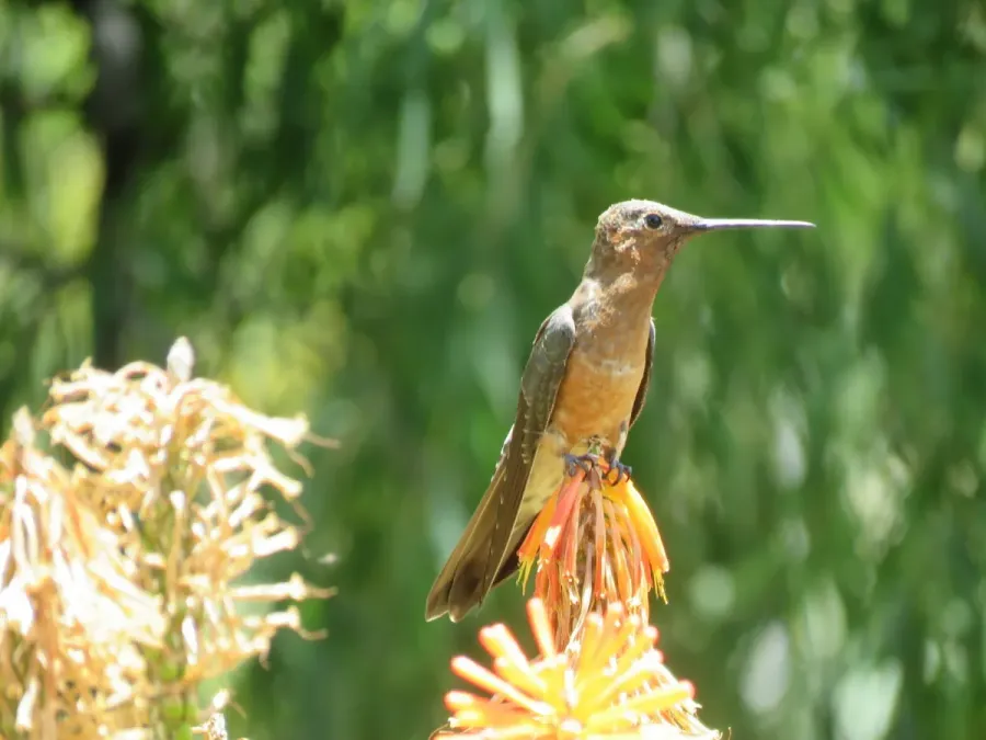 File:Patagona gigas 339328680.jpg