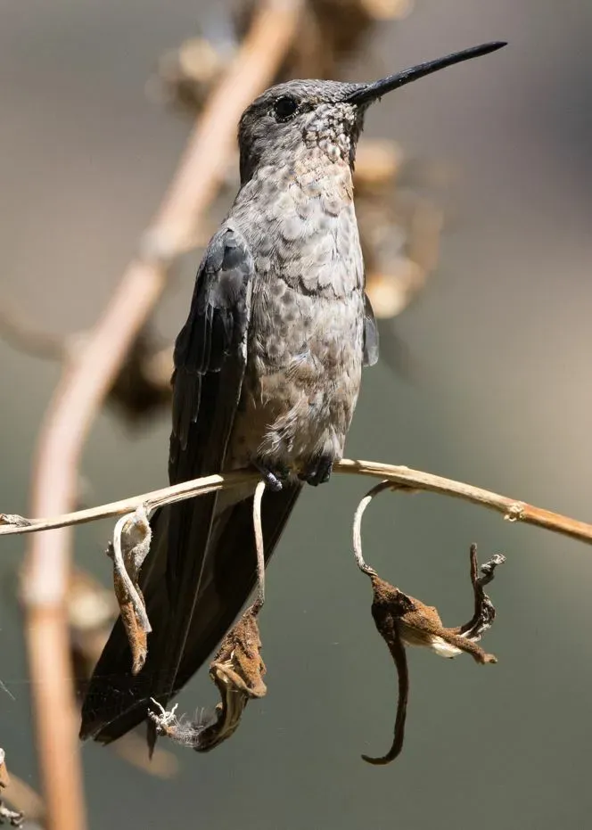 File:Patagona gigas 341803553.jpg