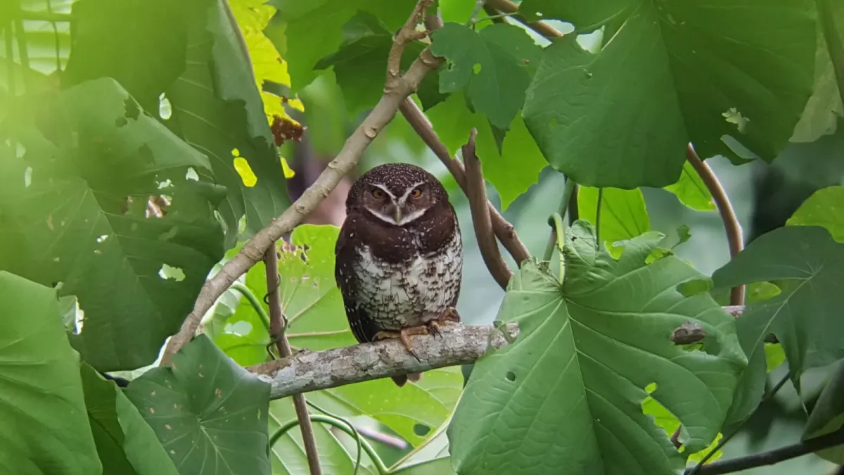 File:Ninox odiosa 50656522.jpg