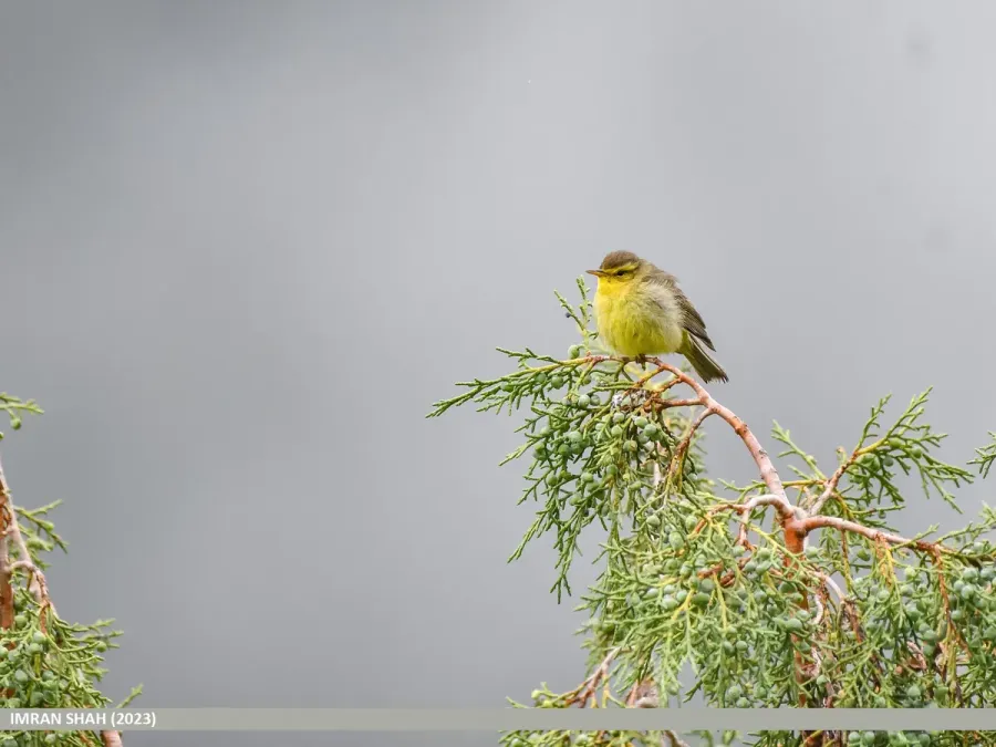 File:Tickell's Leaf Warbler (Phylloscopus affinis) (53745114517).jpg