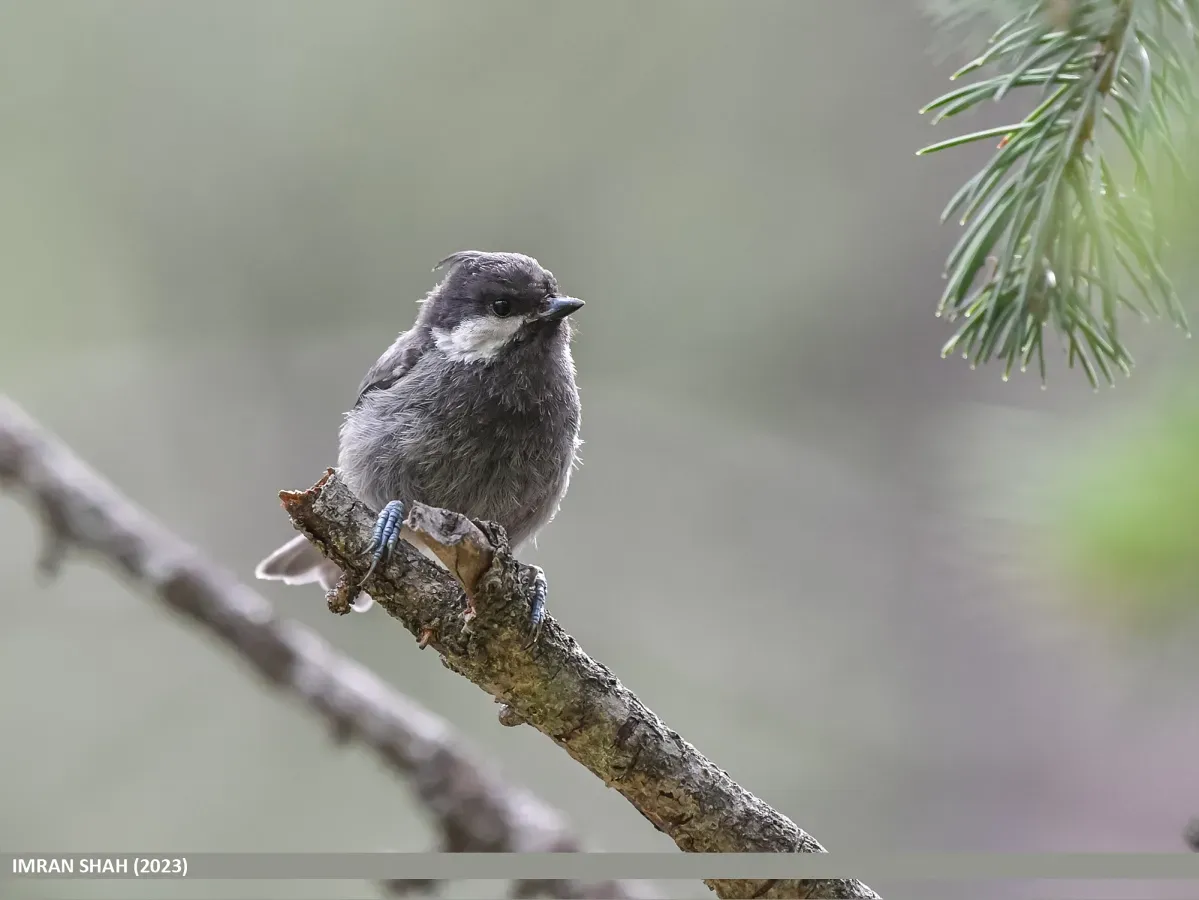 File:Rufous-naped Tit (Periparus rufonuchalis) (53746225933).jpg