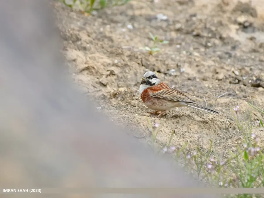 File:White-capped Bunting (Emberiza stewarti) (53746042501).jpg