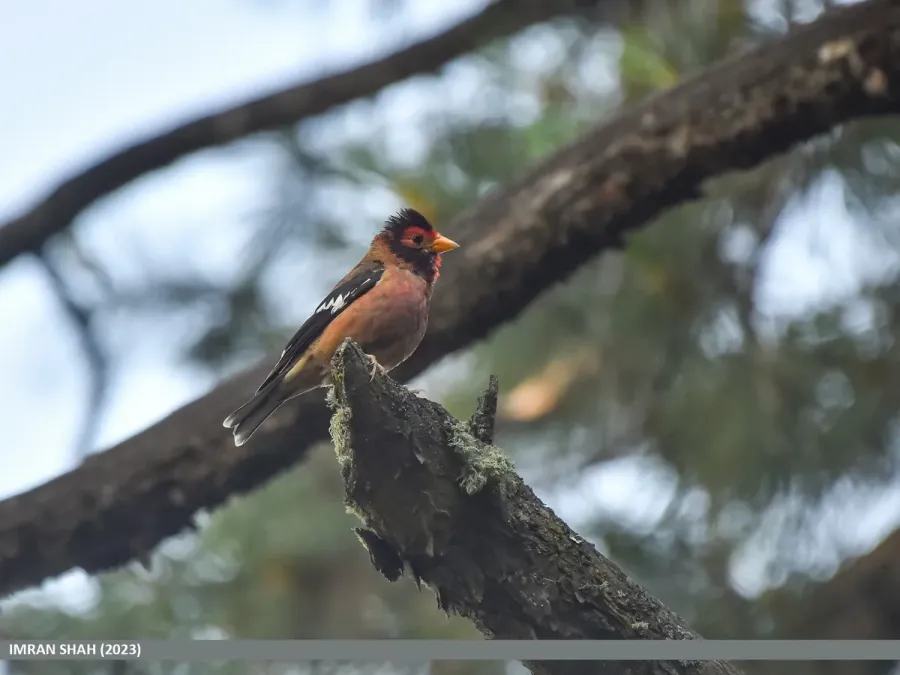 File:Spectacled Finch (Callacanthis burtoni) (53746225848).jpg