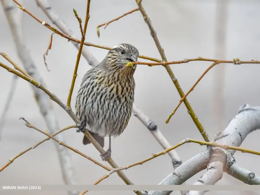 File:Himalayan White-browed Rosefinch (Carpodacus thura) (53746361349).jpg