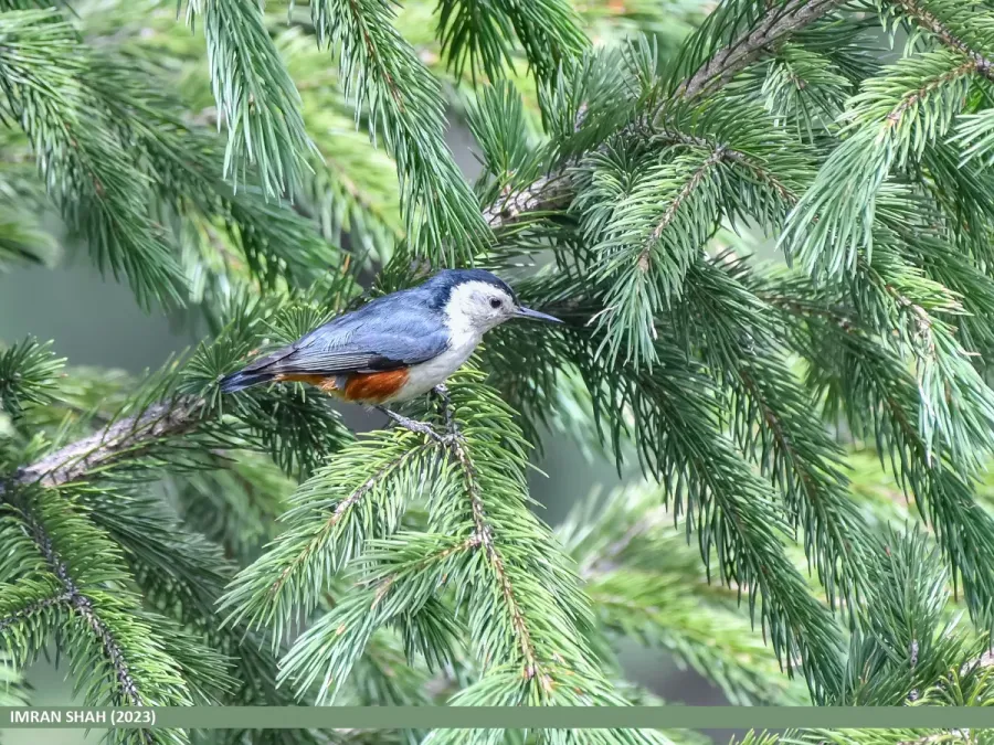 File:White-cheeked Nuthatch (Sitta leucopsis) (53746042161).jpg