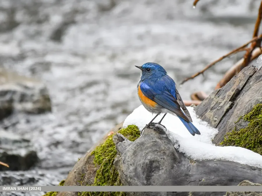 File:Himalayan Bluetail (Tarsiger rufilatus) (53746362574).jpg