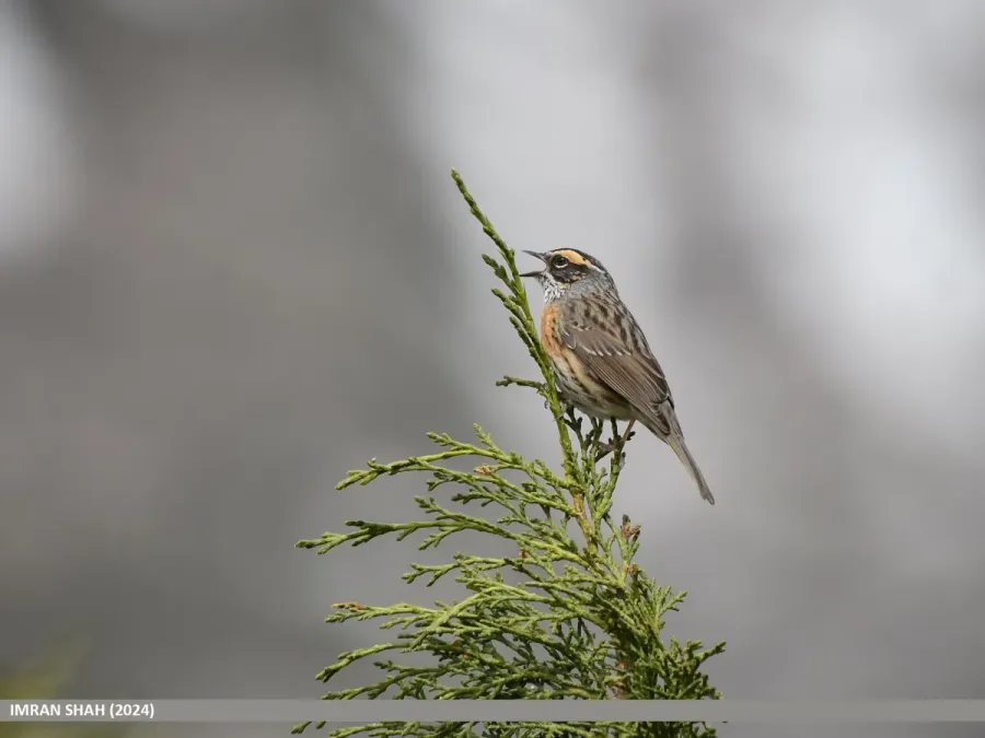 File:Rufous-breasted Accentor (Prunella strophiata) (53745116102).jpg
