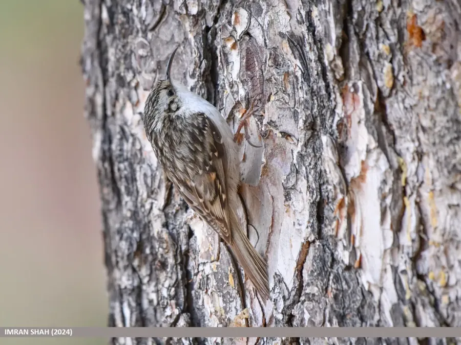 File:Hodgson's Treecreeper (Certhia hodgsoni) (53746227948).jpg