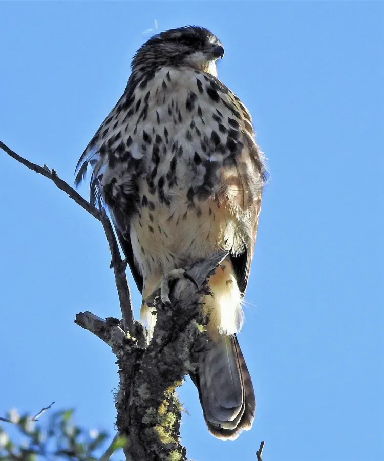 File:Buteo albigula 287867709.jpg