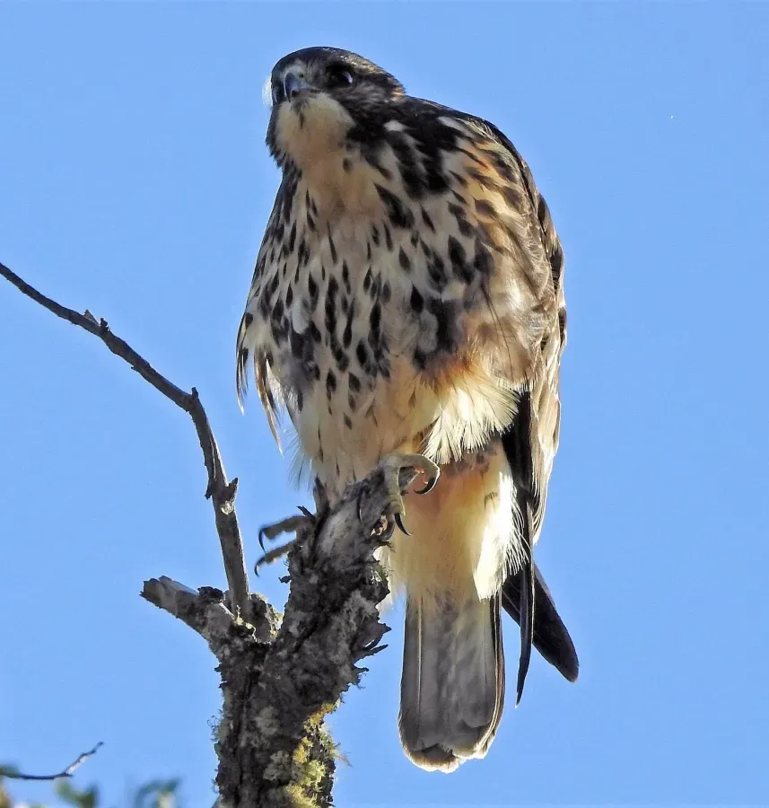 File:Buteo albigula 287867431.jpg