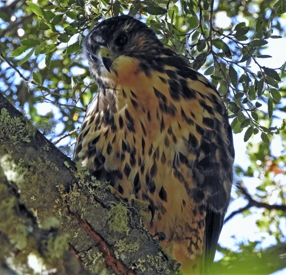 File:Buteo albigula 287867774.jpg