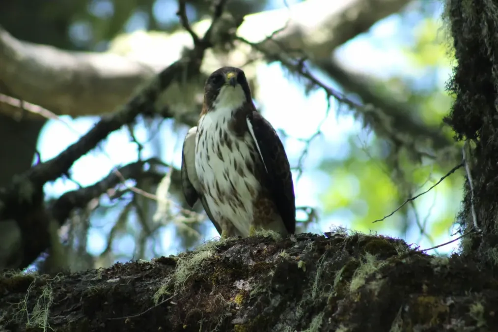 File:Buteo albigula 172769323.jpg