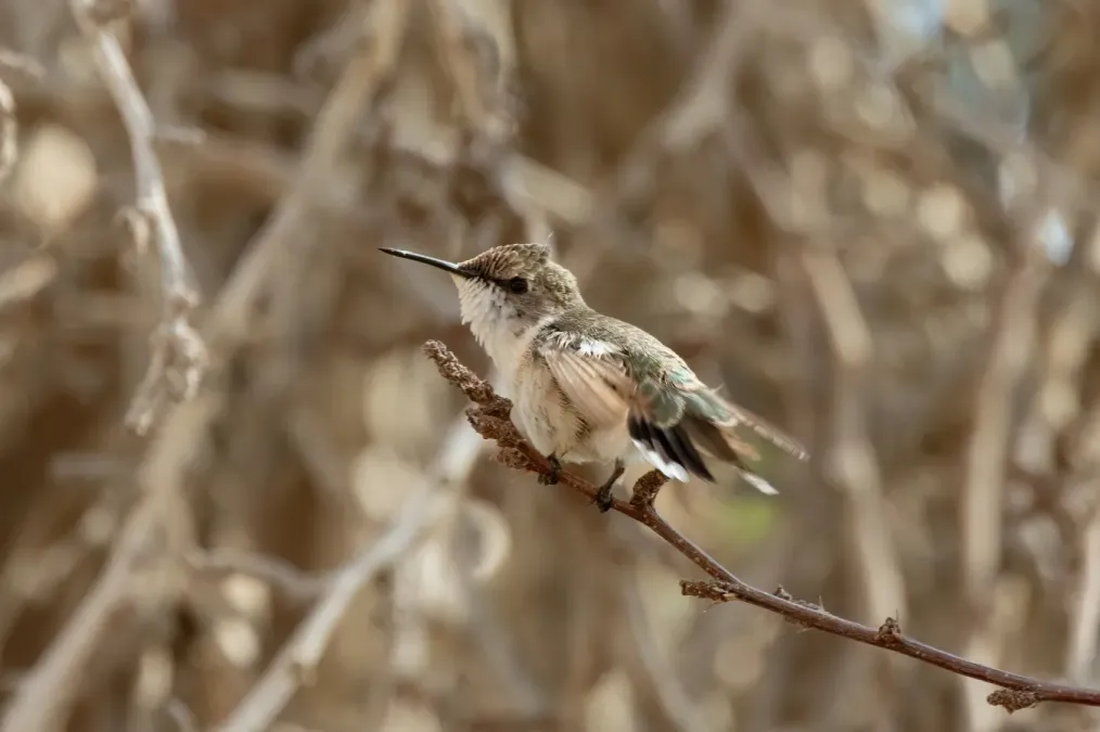 File:Eulidia yarrellii 357741258.jpg