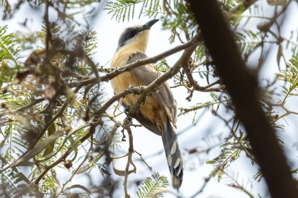 File:Coccyzus melacoryphus 358806560.jpg
