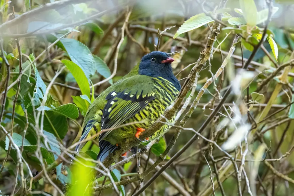 File:Pipreola arcuata arcuata 383949036.jpg