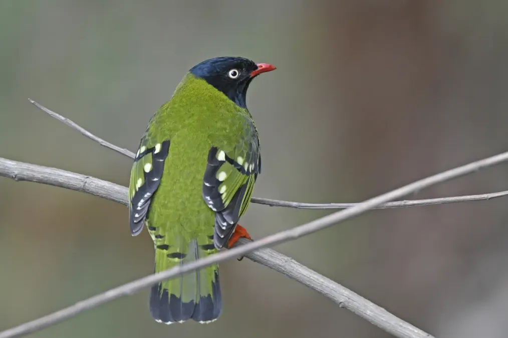 File:Pipreola arcuata 338229614.jpg