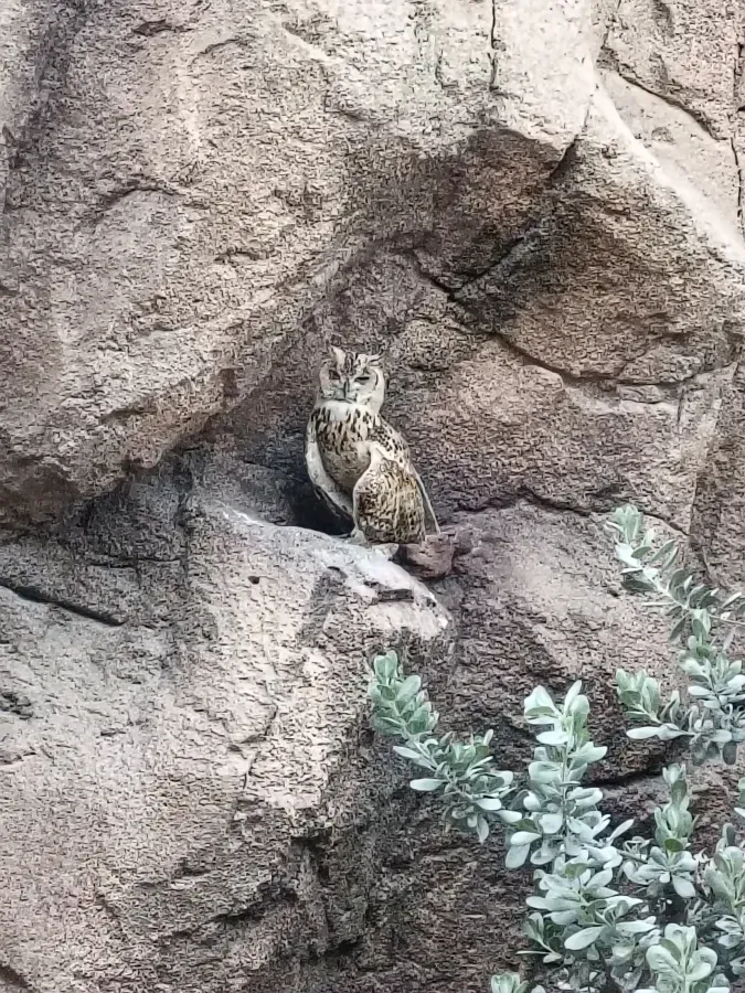 File:Pharaoh Eagle-Owl (Bubo ascalaphus).jpg