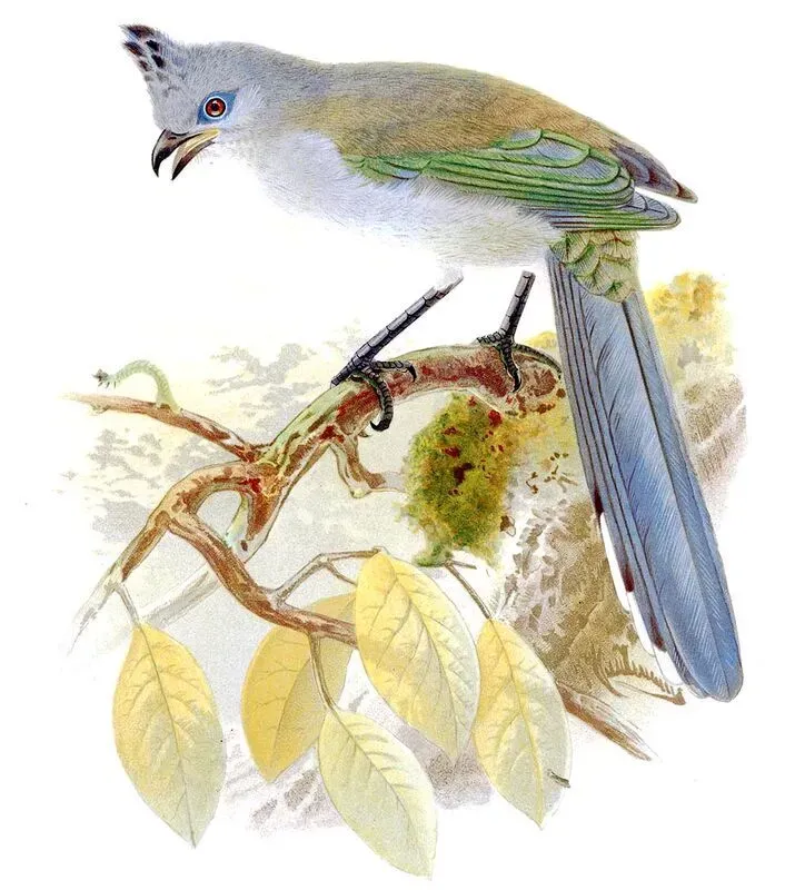 File:Coua verreauxi Keulemans.jpg