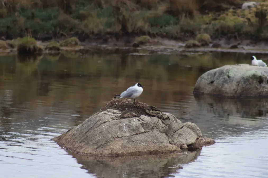 File:Gaviota andina (Chroicocephalus serranus) en la Cordillera Blanca 01.jpg