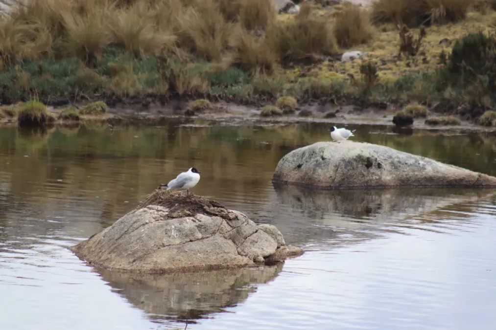 File:Gaviota andina (Chroicocephalus serranus) en la Cordillera Blanca 02.jpg