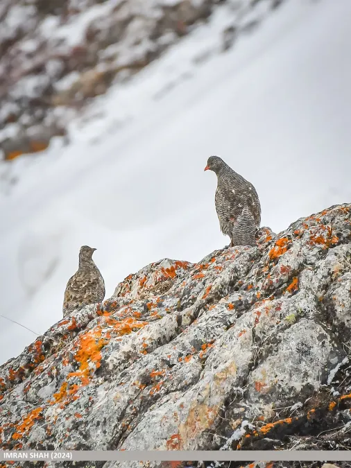 File:Snow Partridge (Lerwa lerwa) (53749522215).jpg