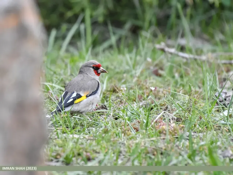 File:Grey-crowned Goldfinch (Carduelis caniceps), Gilgit (53752229957).jpg