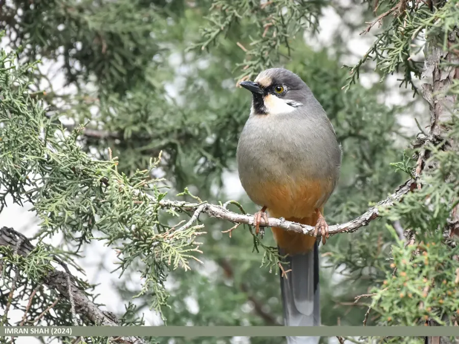 File:Variegated Laughingthrush (Trochalopteron variegatum) (53753338748).jpg