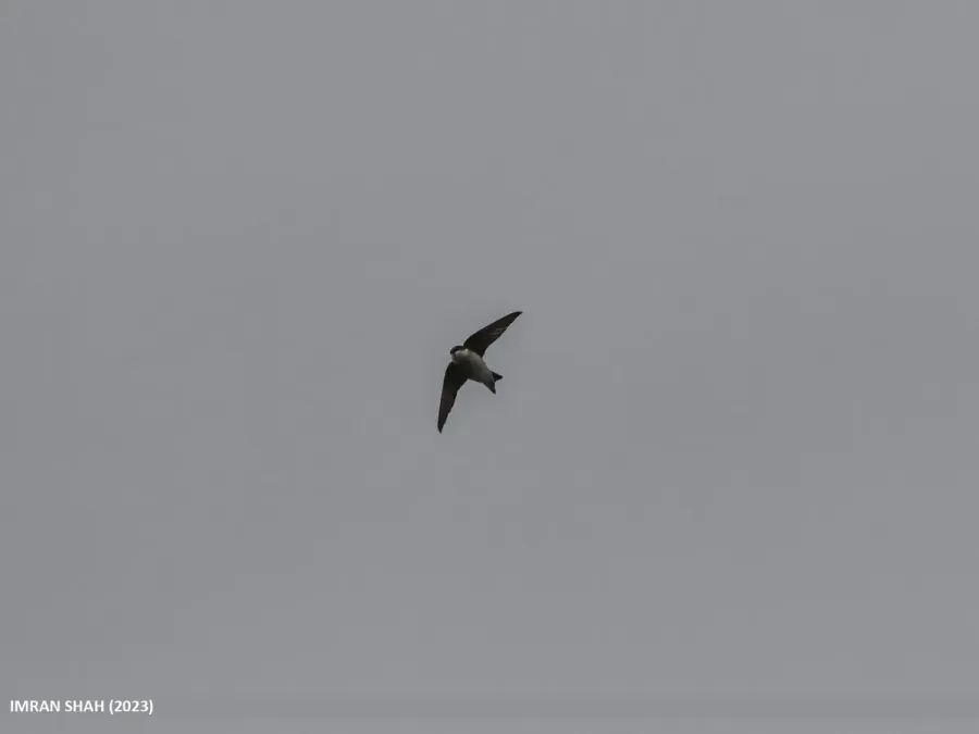 File:Asian House Martin (Delichon dasypus) (53433919342).jpg