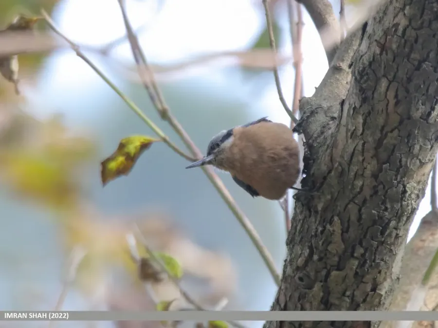 File:Chestnut-bellied Nuthatch (Sitta cinnamoventris) (53435259075).jpg