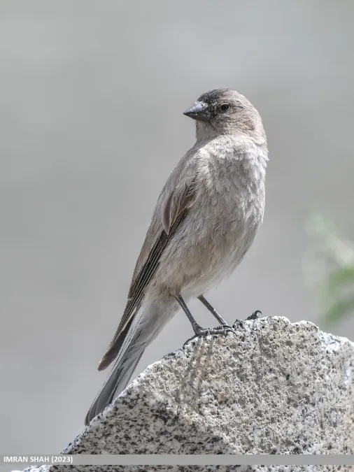 File:Brandt's Mountain Finch (Leucosticte brandti) (53433872857).jpg
