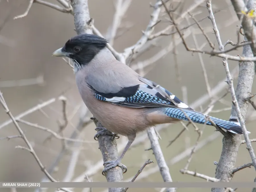 File:Black-headed Jay (Garrulus lanceolatus) (53435125054).jpg