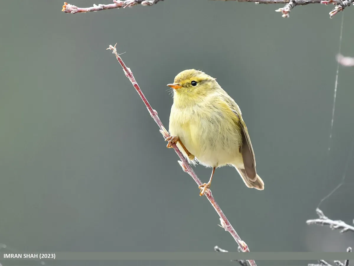 File:Brooks's Leaf Warbler (Phylloscopus subviridis) (53433875412).jpg