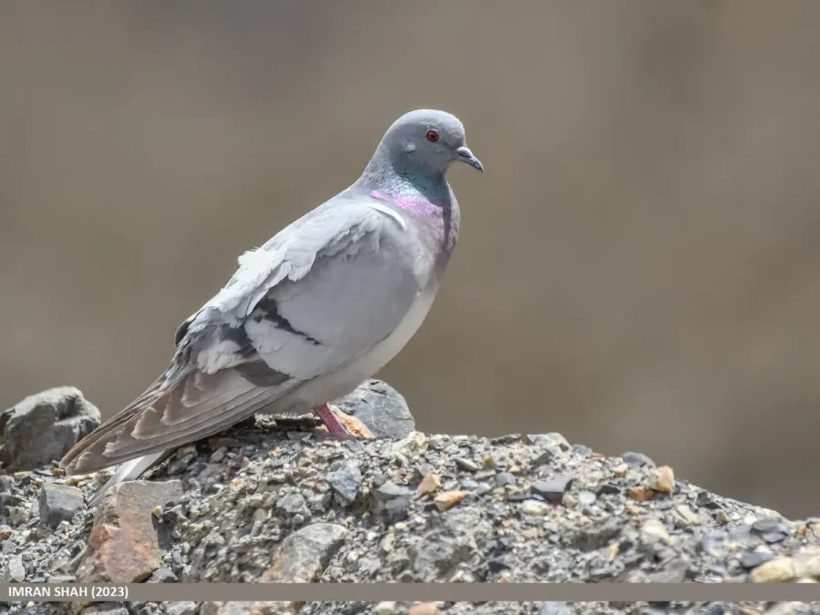 File:Hill Pigeon (Columba rupestris) (53422876051).jpg