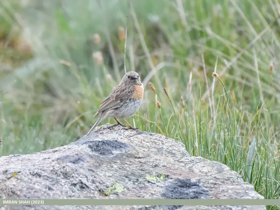File:Robin Accentor (Prunella rubeculoides) (53422875301).jpg