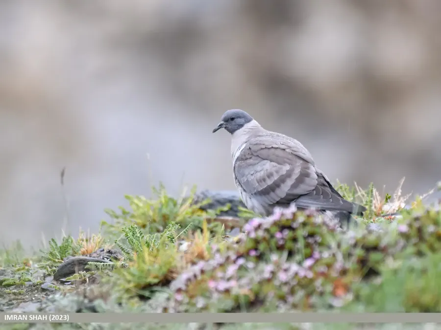 File:Snow Pigeon (Columba leuconota) (53423305985).jpg