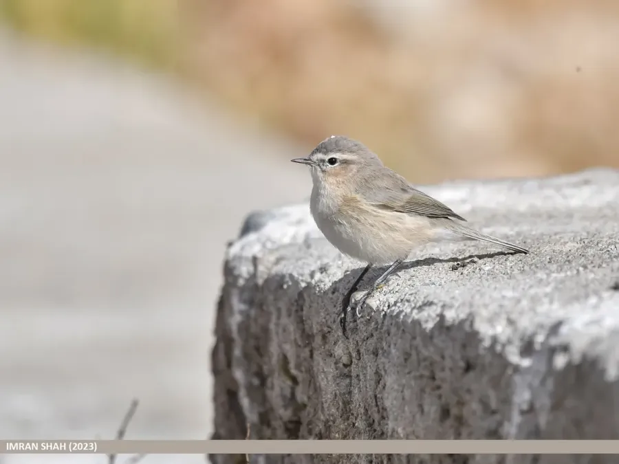 File:Mountain Chiffchaff (Phylloscopus sindianus) (53421953917).jpg