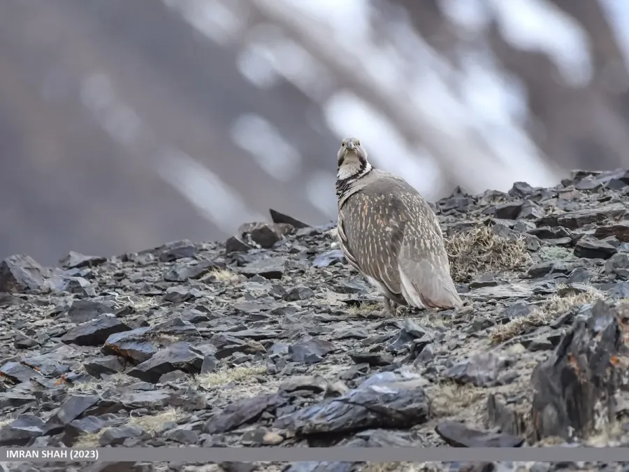 File:Himalayan Snowcock (Tetraogallus himalayensis) (53422878801).jpg