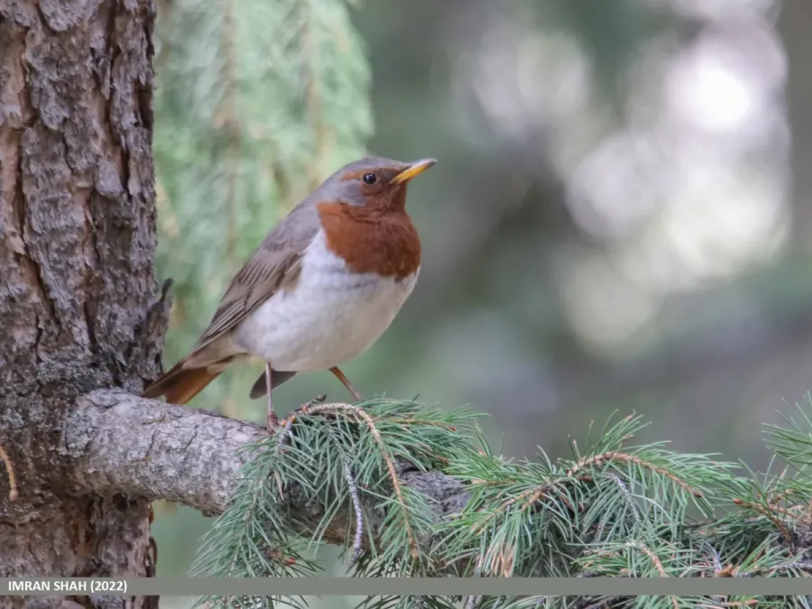 File:Red-throated Thrush (Turdus ruficollis) (53423034738).jpg
