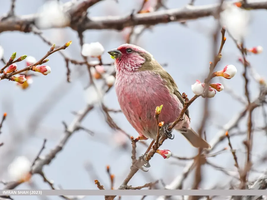File:Himalayan White-browed Rosefinch (Carpodacus thura) (53423034248).jpg