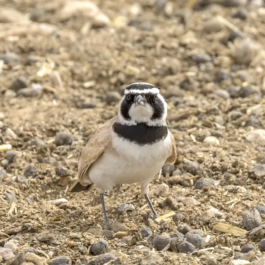 File:Temminck's lark (Eremophila bilopha) Kebili 2.jpg