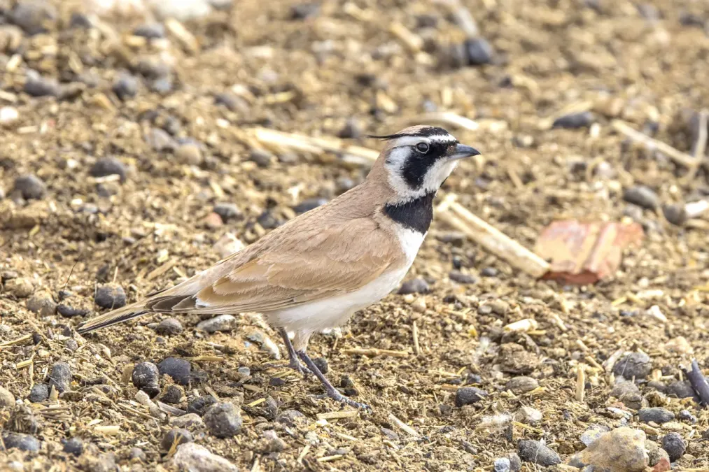 File:Temminck's lark (Eremophila bilopha) Kebili.jpg